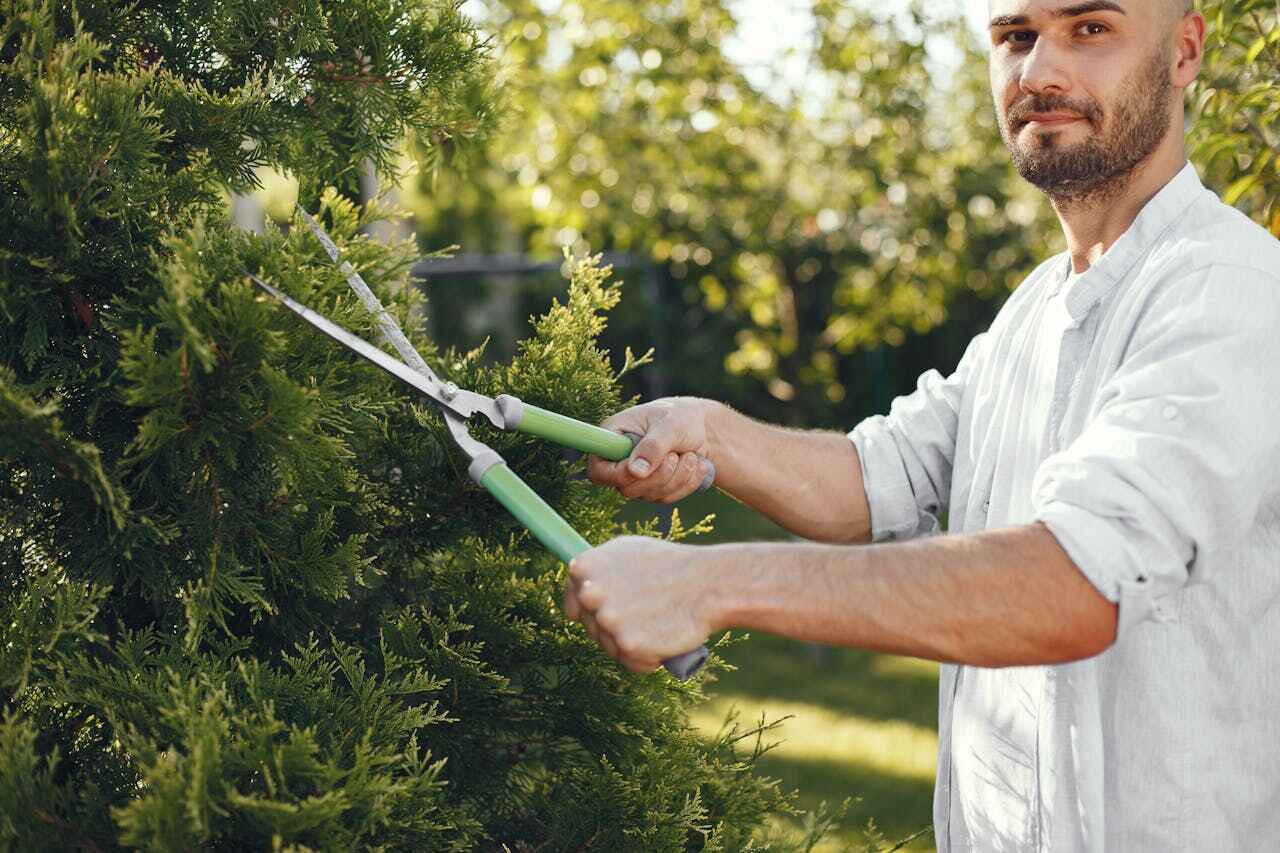 The Steps Involved in Our Tree Care Process in West Miami, FL